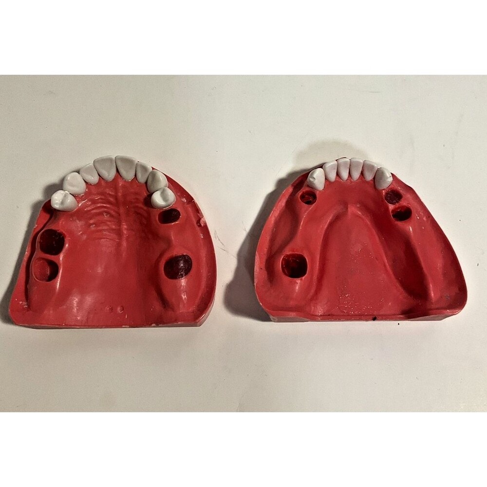 Dental Typodont Extraction Dental Art